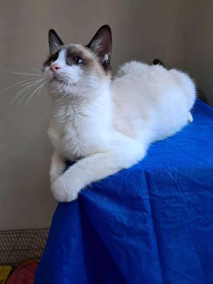 Gato ra a SRD-ViraLata idade 2 a 6 meses nome Philipe 