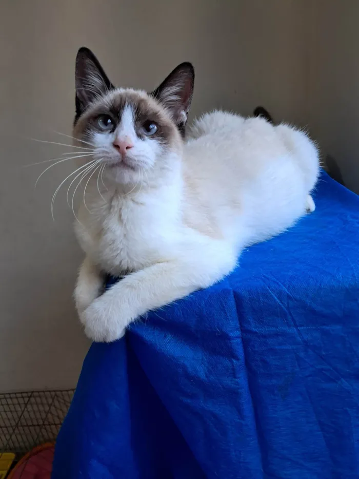 Gato ra a SRD-ViraLata idade 2 a 6 meses nome Philipe 