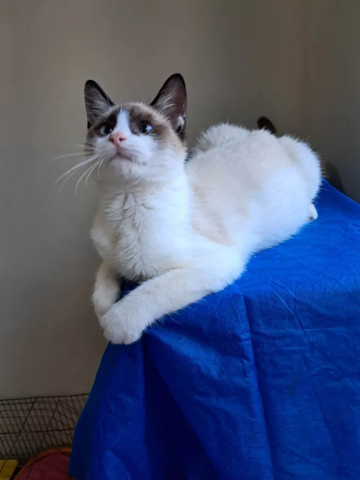 Gato ra a SRD-ViraLata idade 2 a 6 meses nome Philipe 