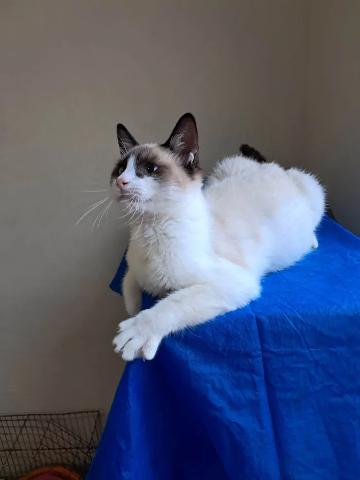 Gato ra a SRD-ViraLata idade 2 a 6 meses nome Philipe 
