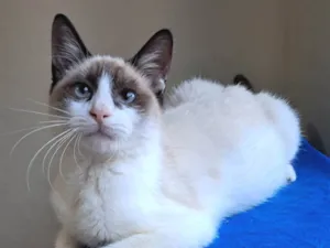 Gato raça SRD-ViraLata idade 2 a 6 meses nome Philipe 