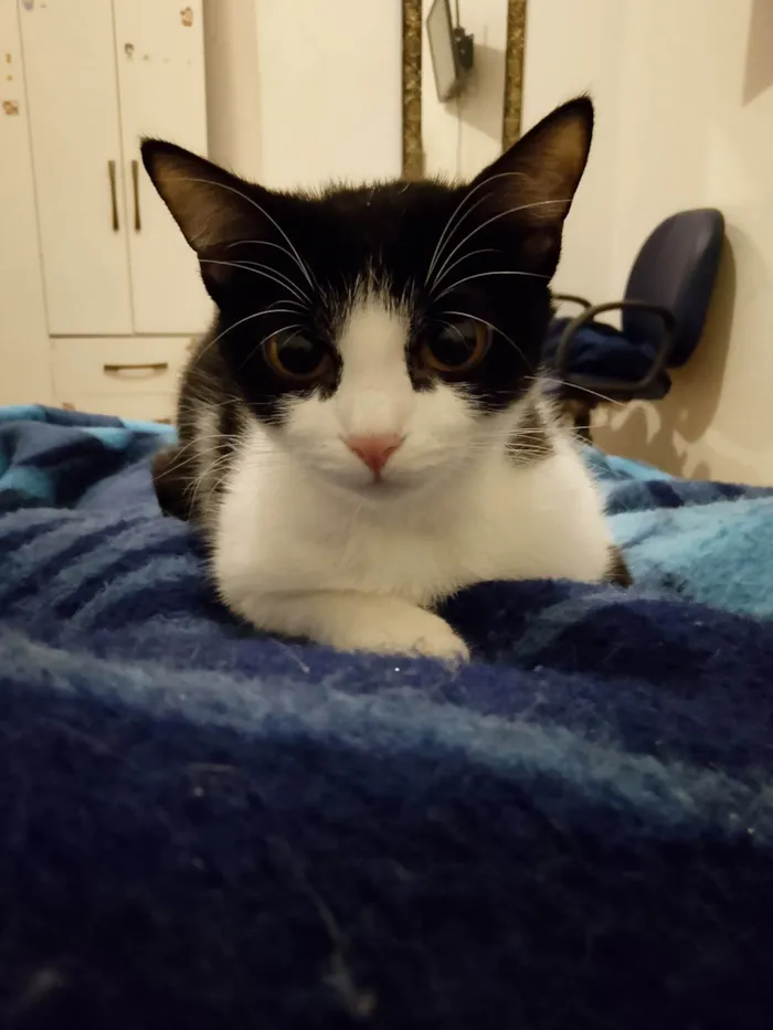 Gato ra a SRD-ViraLata idade 1 ano nome Kiara 
