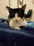 Kiara