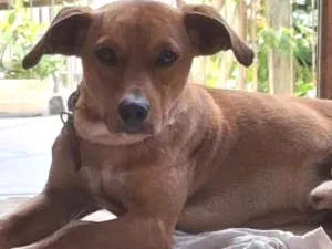 Cachorro raça SRD-ViraLata idade 1 ano nome Juninho