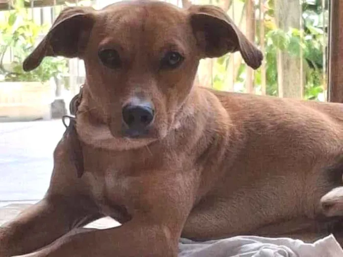 Cachorro ra a SRD-ViraLata idade 1 ano nome Juninho