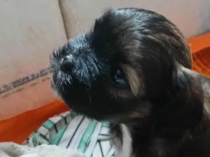 Cachorro raça Shitzu idade Abaixo de 2 meses nome filhote