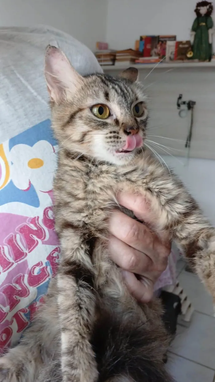 Gato ra a SRD-ViraLata idade 7 a 11 meses nome Pérola 