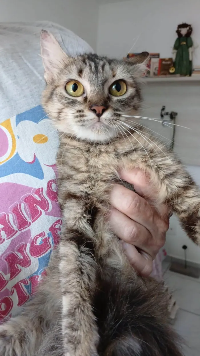 Gato ra a SRD-ViraLata idade 7 a 11 meses nome Pérola 