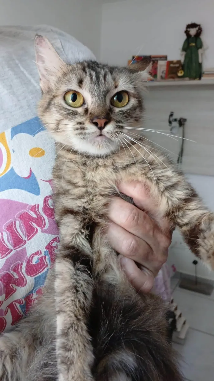 Gato ra a SRD-ViraLata idade 7 a 11 meses nome Pérola 