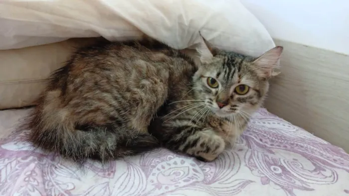 Gato ra a SRD-ViraLata idade 7 a 11 meses nome Pérola 