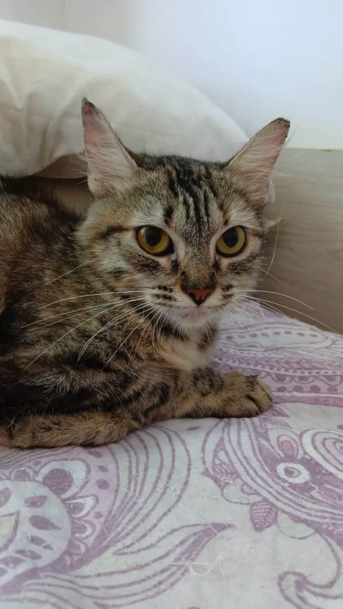 Gato ra a SRD-ViraLata idade 7 a 11 meses nome Pérola 