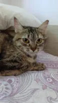 Pérola