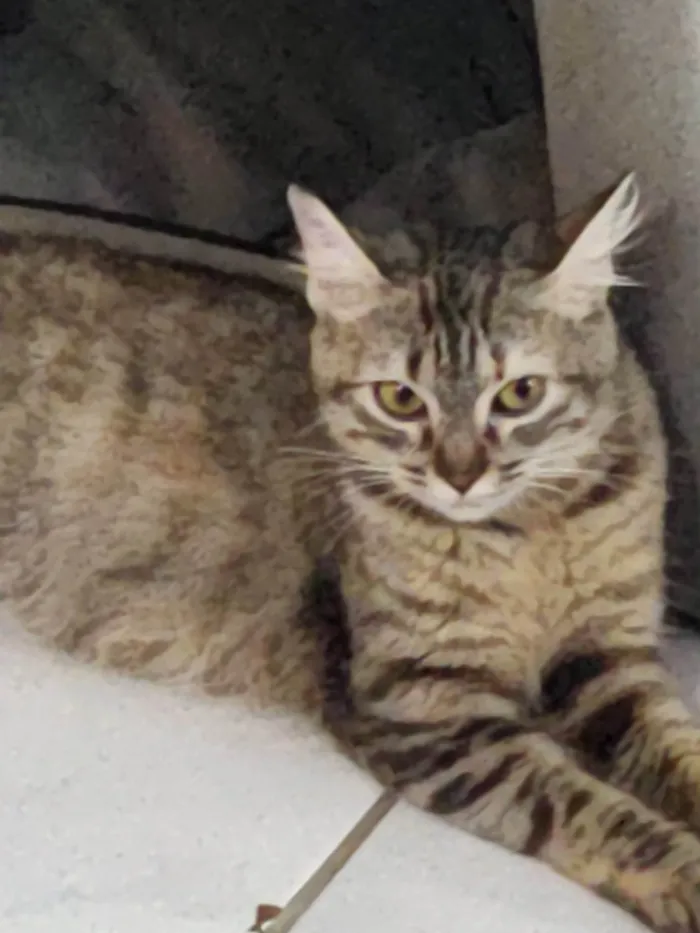 Gato ra a SRD-ViraLata idade 7 a 11 meses nome Pérola 