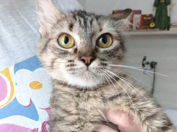 Gato ra a SRD-ViraLata idade 7 a 11 meses nome Pérola 