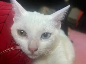 Gato raça SRD-ViraLata idade 2 a 6 meses nome Fiona
