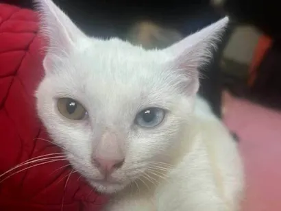 Gato raça SRD-ViraLata idade 2 a 6 meses nome Fiona