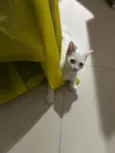 Fiona