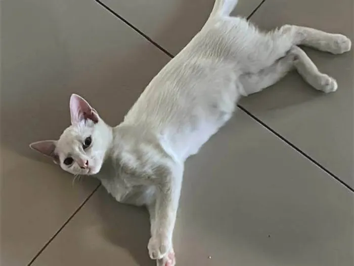 Gato ra a SRD-ViraLata idade 2 a 6 meses nome Fiona