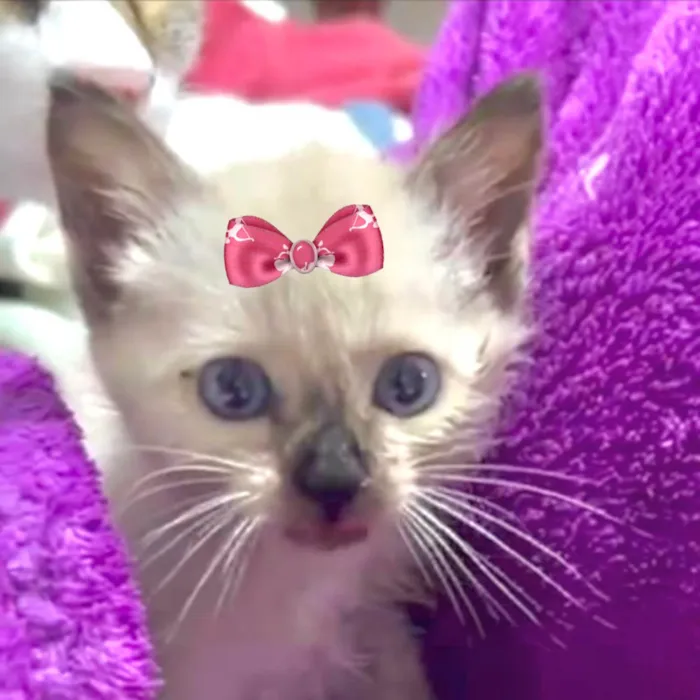 Gato ra a Siamês idade 2 a 6 meses nome Belinha 