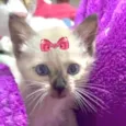 Belinha