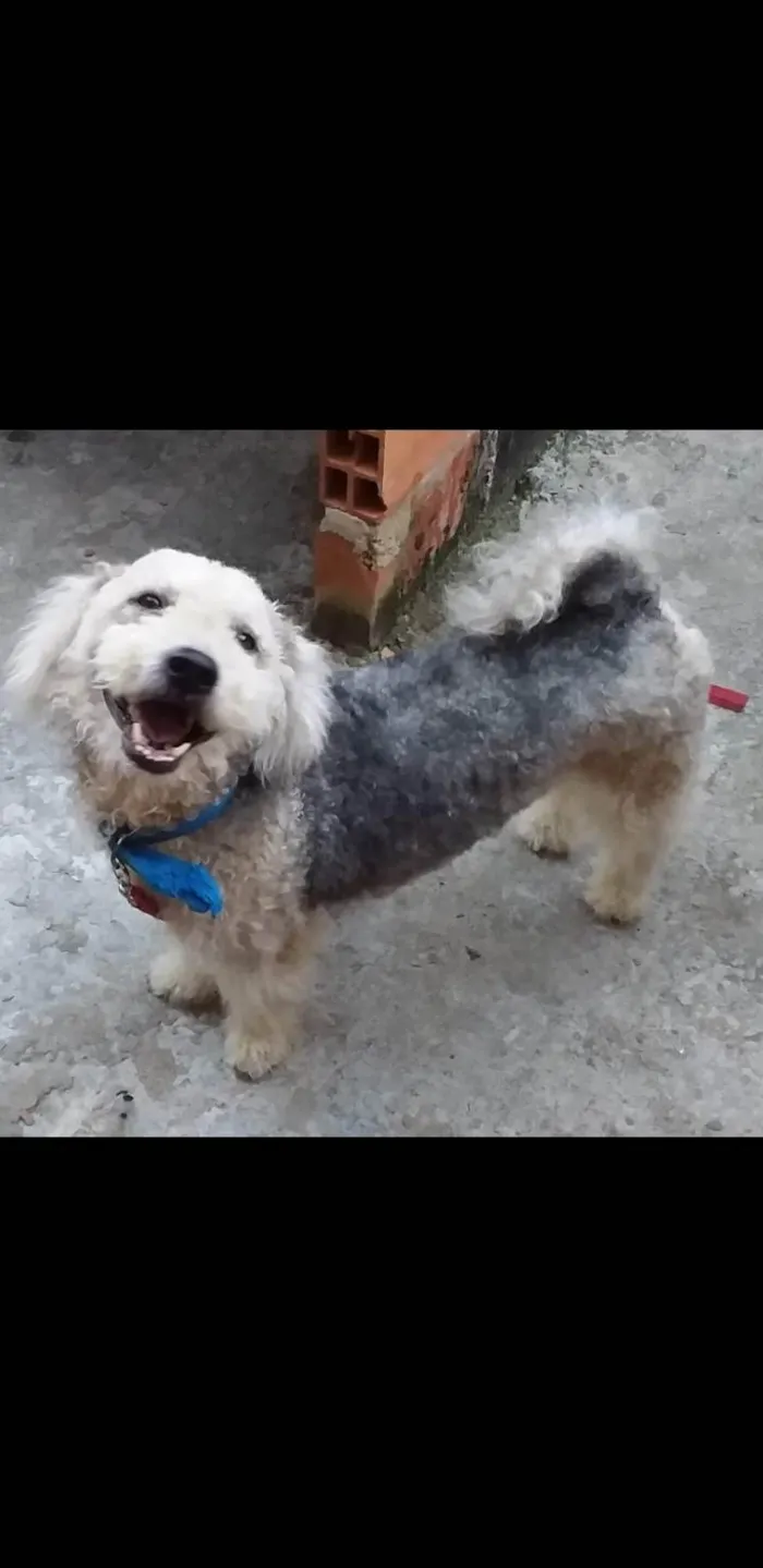 Cachorro ra a Poodle idade 6 ou mais anos nome Lucas