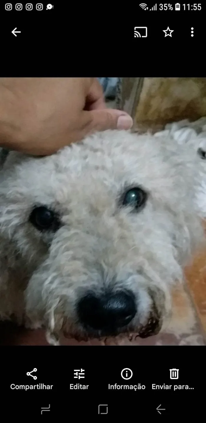 Cachorro ra a Poodle idade 6 ou mais anos nome Lucas