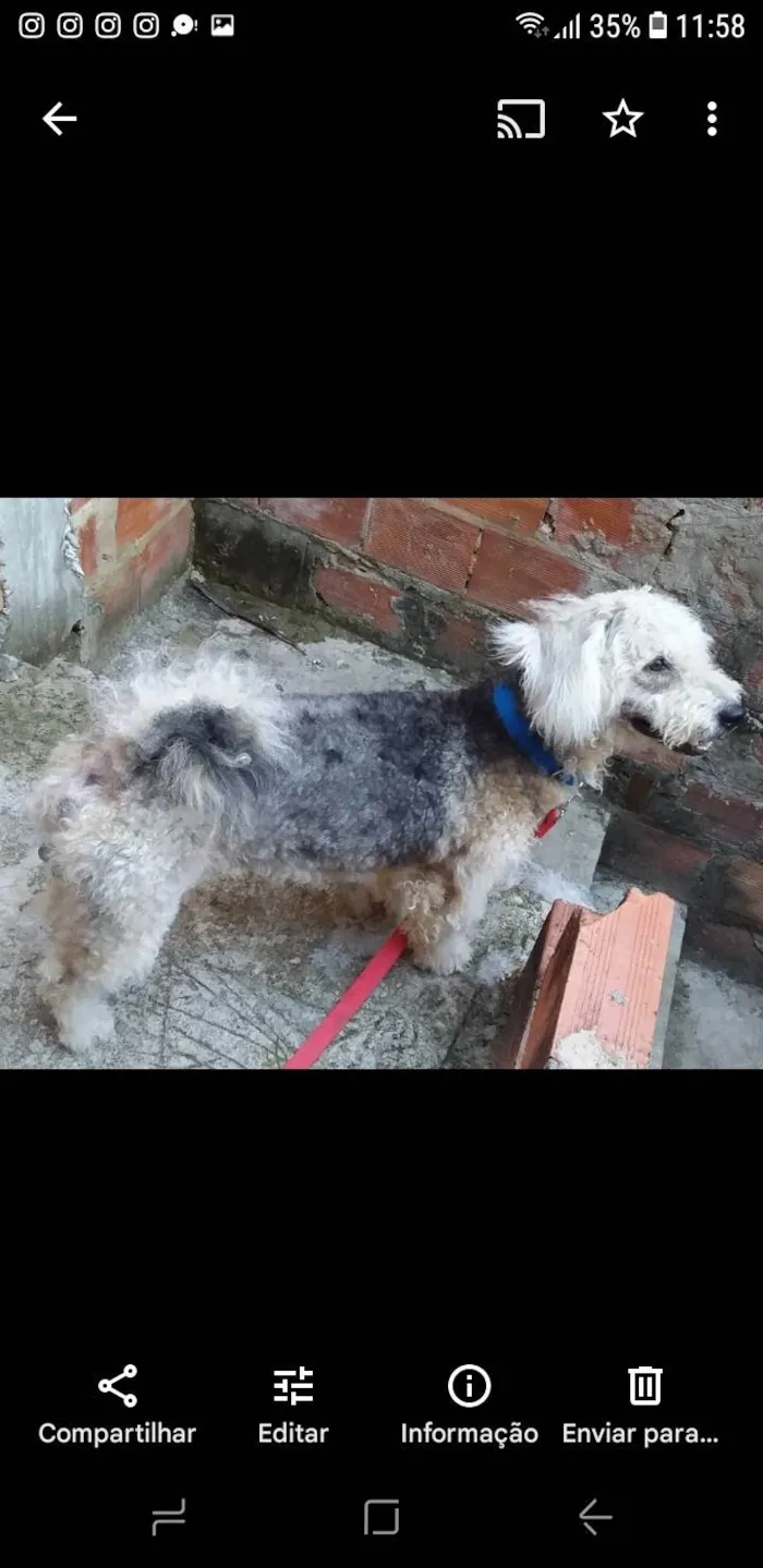 Cachorro ra a Poodle idade 6 ou mais anos nome Lucas