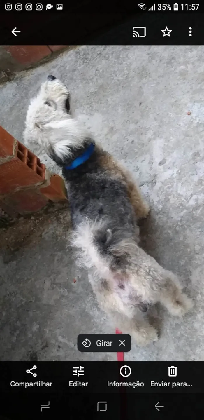 Cachorro ra a Poodle idade 6 ou mais anos nome Lucas