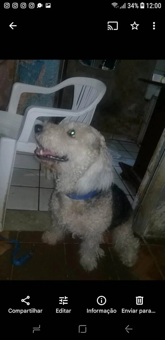 Cachorro ra a Poodle idade 6 ou mais anos nome Lucas