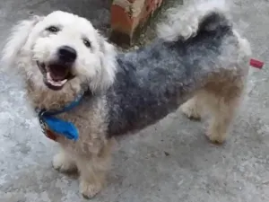 Cachorro raça Poodle idade 6 ou mais anos nome Lucas