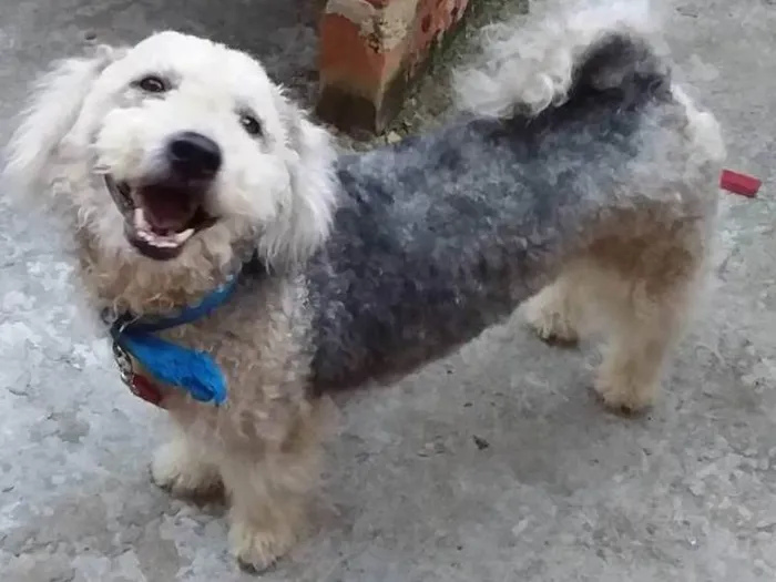 Cachorro ra a Poodle idade 6 ou mais anos nome Lucas