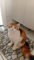 Goa, Brisa e chico