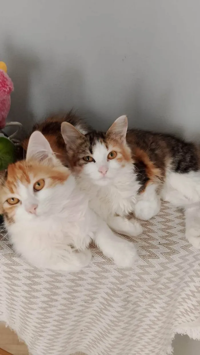 Gato ra a Angorá idade 2 a 6 meses nome Goa, Brisa e chico
