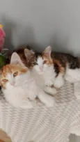 Goa, Brisa e chico