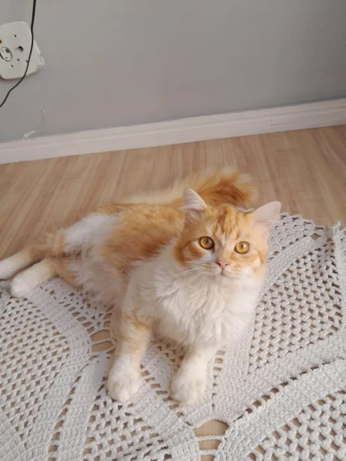 Gato ra a Angorá idade 2 a 6 meses nome Goa, Brisa e chico