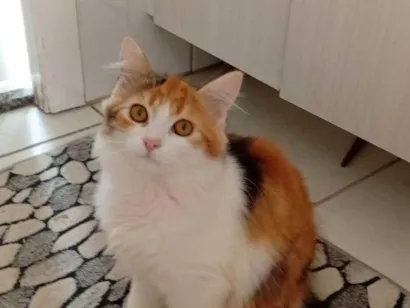 Gato raça Angorá idade 2 a 6 meses nome Goa, Brisa e chico