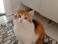 Goa, Brisa e chico