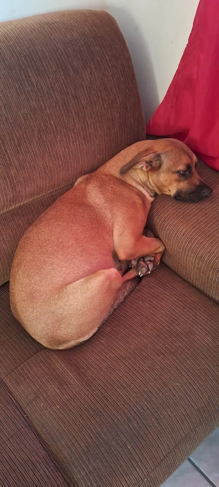 Cachorro ra a SRD-ViraLata idade 5 anos nome Amora 