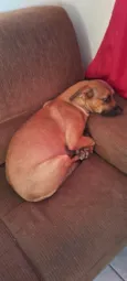 Amora