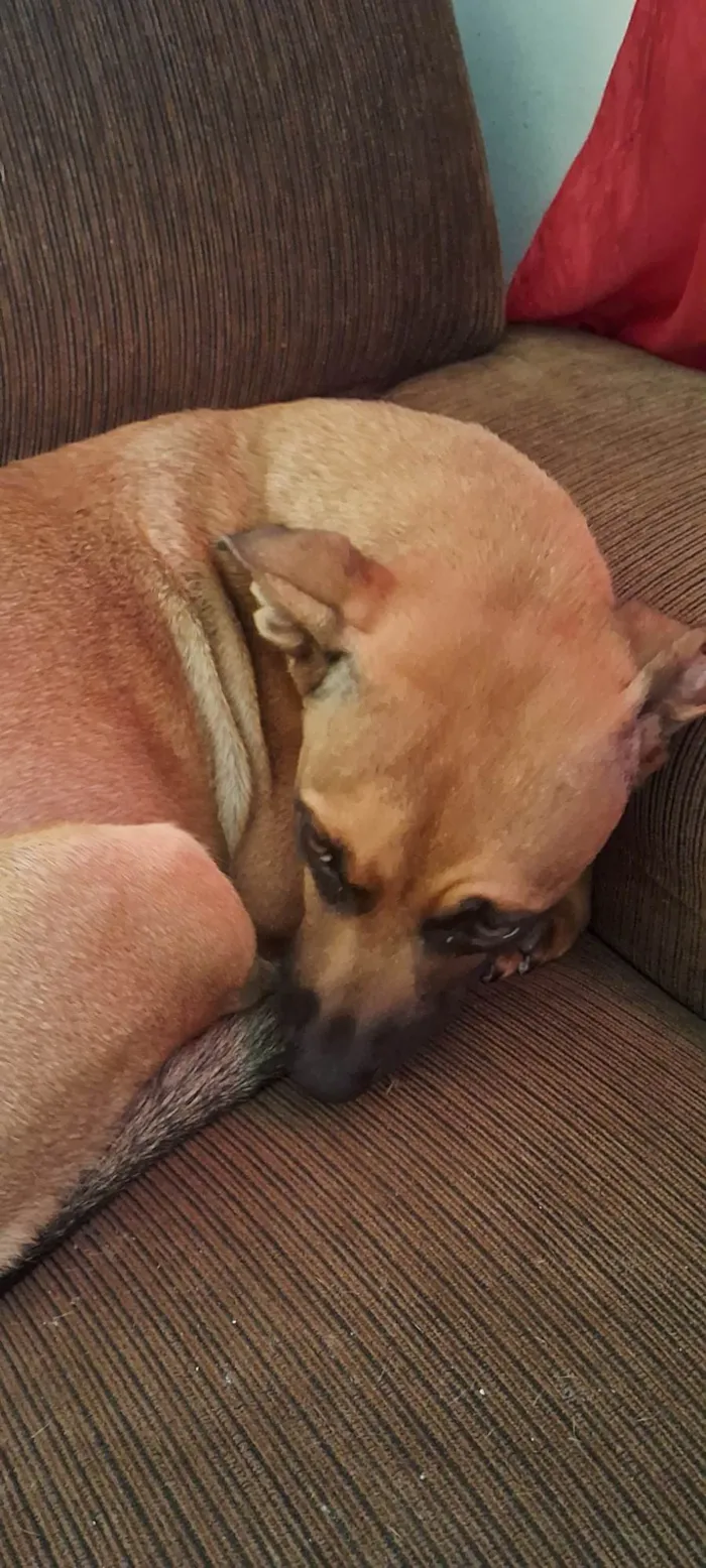 Cachorro ra a SRD-ViraLata idade 5 anos nome Amora 
