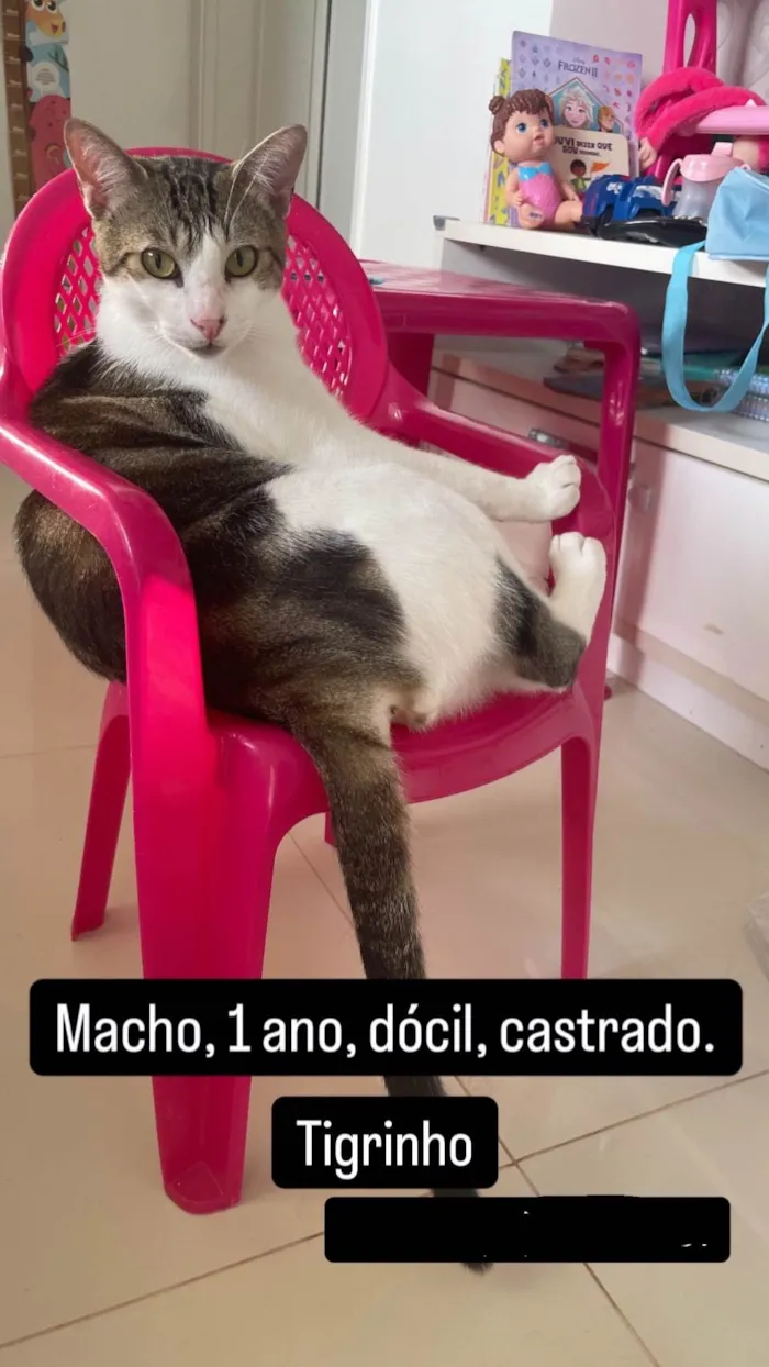 Gato ra a SRD-ViraLata idade 1 ano nome Tigrinho