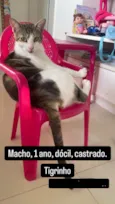Tigrinho