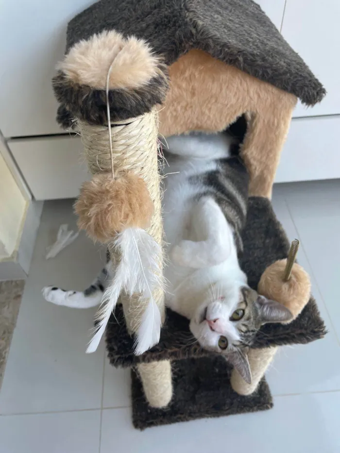 Gato ra a SRD-ViraLata idade 1 ano nome Tigrinho