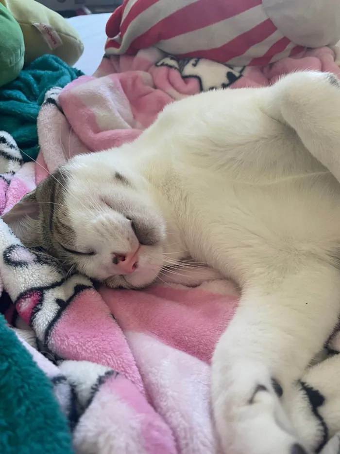 Gato ra a SRD-ViraLata idade 1 ano nome Tigrinho