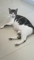 Tigrinho