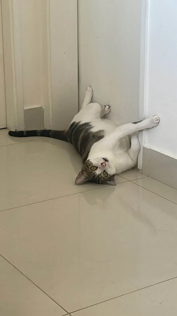 Gato ra a SRD-ViraLata idade 1 ano nome Tigrinho