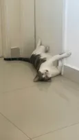Tigrinho