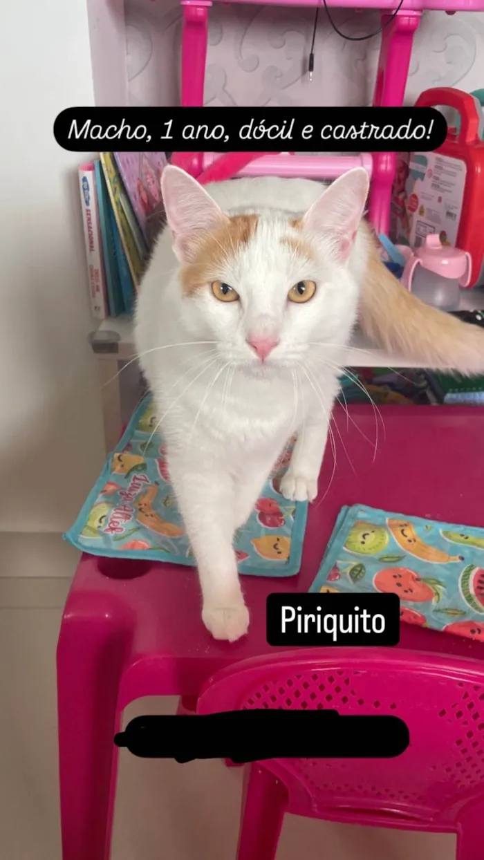 Gato ra a SRD-ViraLata idade 1 ano nome Pirikito