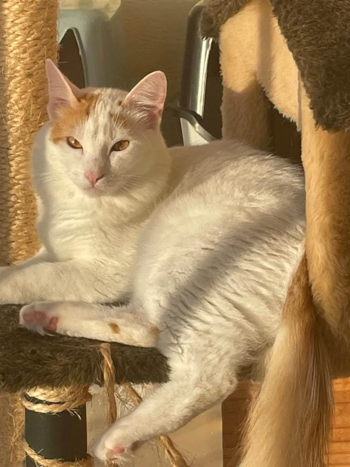 Gato ra a SRD-ViraLata idade 1 ano nome Pirikito