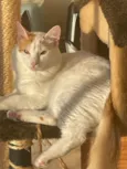 Pirikito